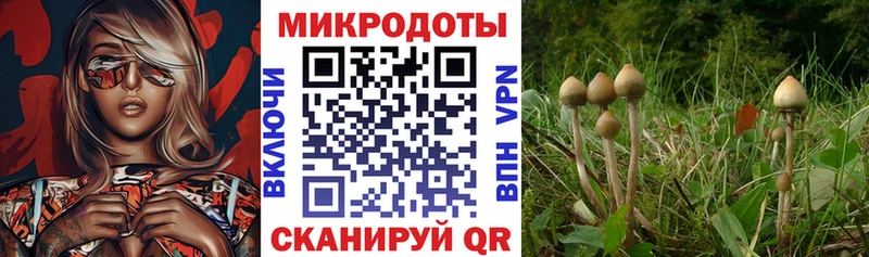 купить закладку  кракен зеркало  Псилоцибиновые грибы Psilocybe  Нальчик 